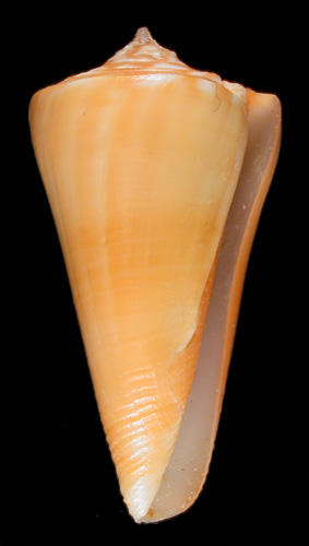 Conus poulosi  Petuch, 1992 Primary Type Image