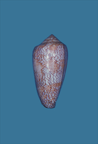 Conus praelatus  Hwass in Bruguière, 1792 Primary Type Image