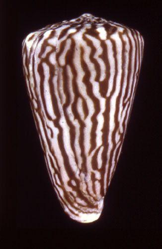 Conus princeps  Linnaeus, 1758 Primary Type Image