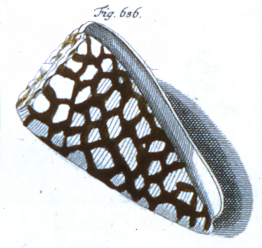 Cucullus proarchithalassus  Röding, 1798 Representation of Lectotype Image