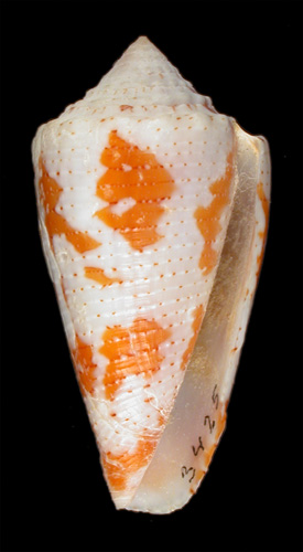 Conus pseudaurantius  Vink & von Cosel, 1985 Primary Type Image