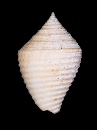 Conus pseudoaustini  Nowell-Usticke, 1968 Primary Type Image