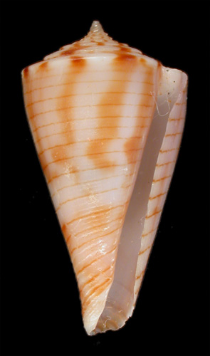 Conus pseudokimioi  da Motta & Martin, 1982 Primary Type Image