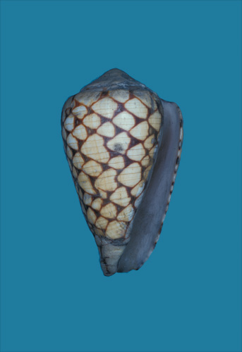 Conus pseudomarmoreus  Crosse, 1875 Primary Type Image