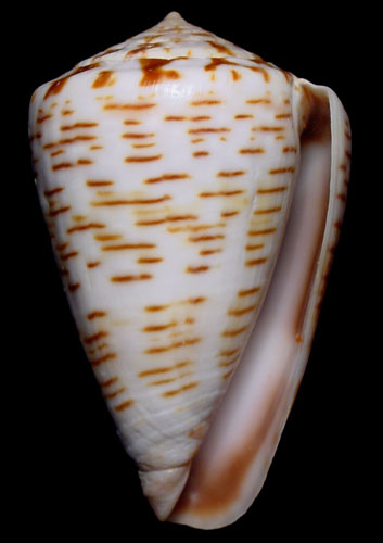 Conus pseudonivifer  Monteiro, Tenorio & Poppe, 2004 Primary Type Image