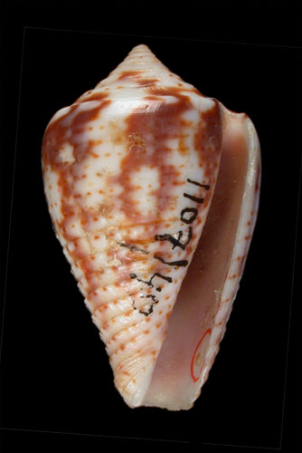 Conus puncticulatus  Hwass in Bruguière, 1792 Primary Type Image