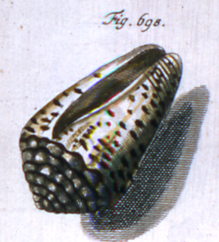 Cucullus punctulatus  Röding, 1798 Representation of Lectotype Image