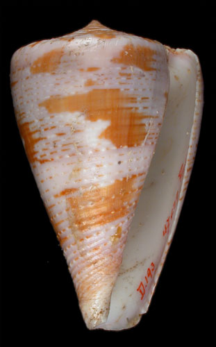 Conus purpurascens  Sowerby ii, 1833 Primary Type Image