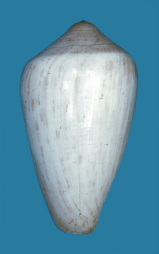 Conus purus  Pease, 1863 Primary Type Image