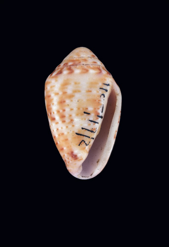 Conus pusillus  Lamarck, 1810 Primary Type Image