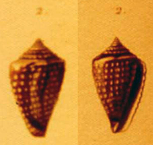 Conus pustulatus  Kiener, 1847 Representation of Holotype Image