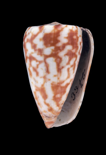 Conus quaestor  Lamarck, 1810 Primary Type Image