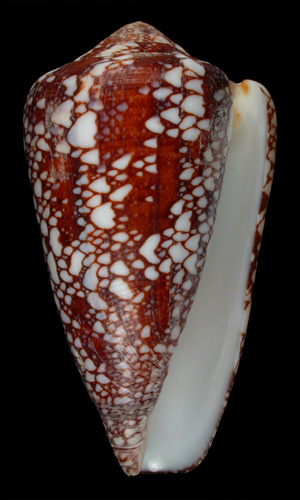 Conus quasimagnificus  da Motta, 1982 Primary Type Image