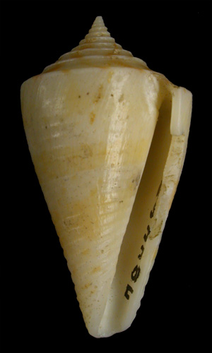 Conus rachelae  Petuch, 1988 Primary Type Image