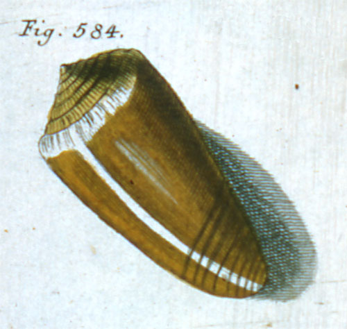 Conus radiatus  Gmelin, 1791 Representation of Lectotype Image