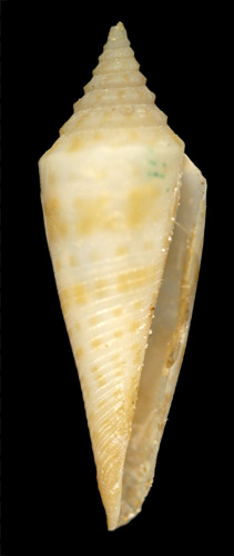 Conus rainesae  McGinty, 1953 Primary Type Image