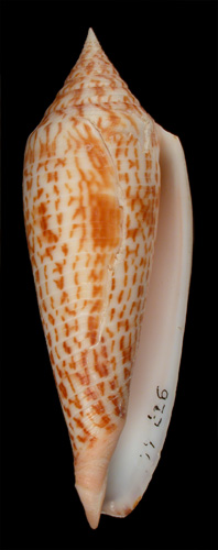 Conus ranonganus  da Motta, 1978 Primary Type Image