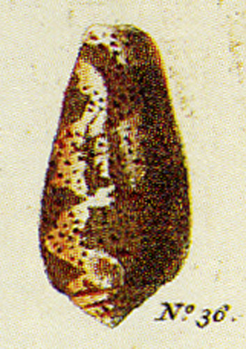 Conus ranunculus  Hwass in Bruguière, 1792 Representation of Lectotype Image