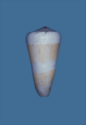 Conus raphanus  Hwass in Bruguière, 1792 Primary Type Image