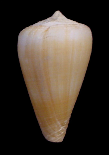 Conus raulsilvai  Rolán. Monteiro & Fernandes, 1998 Primary Type Image