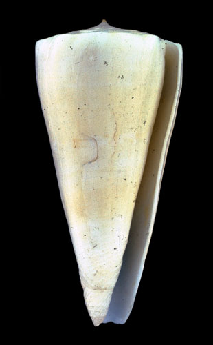 Conus recluzianus  Bernardi, 1853 Primary Type Image