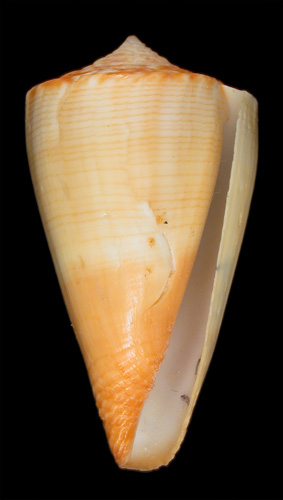 Conus nielsenae reductaspiralis  Walls, 1979 Primary Type Image