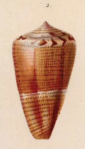 Conus reevei  Kiener, 1845 Original Figure Image