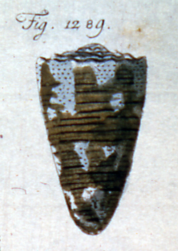 Cucullus regius  Röding, 1798 Representation of Lectotype Image