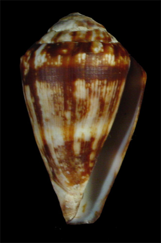 Conus regonae  Rolán & Trovao in Rolán, 1990 Primary Type Image