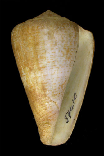 Conus purpurascens rejectus  Dall, 1910 Primary Type Image