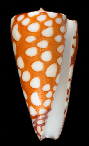 Conus nobilis renateae  Caillez, 1993 Primary Type Image