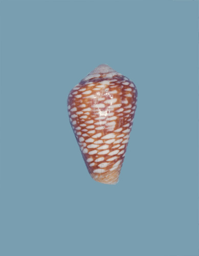 Conus reticulatus  Born, 1778 Primary Type Image