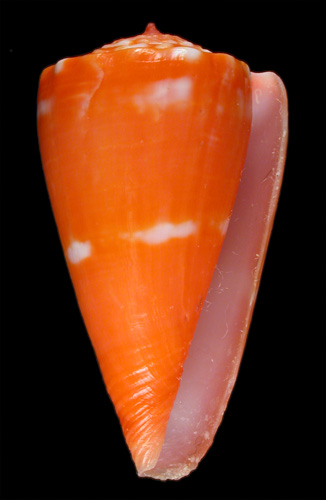 Conus richardbinghami  Petuch, 1992 Primary Type Image