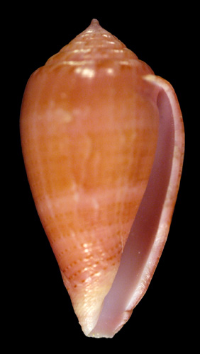 Conus (Leporiconus) ritae  Petuch, 1995 Primary Type Image