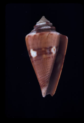 Conus robillardi  Bernardi, 1858 Primary Type Image