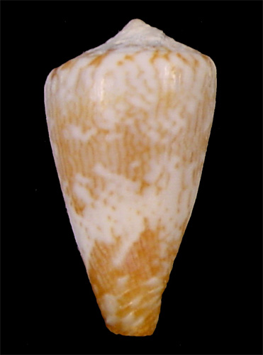 Conus roeckeli  Rolán, 1980 Primary Type Image