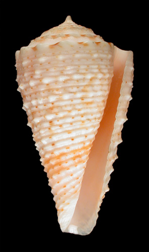 Conus rogmartini  da Motta, 1982 Primary Type Image