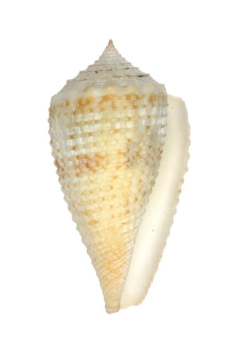 Conus rolani  Röckel, 1986 Primary Type Image