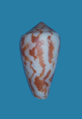 Conus rollandi  Bernardi, 1860 Primary Type Image