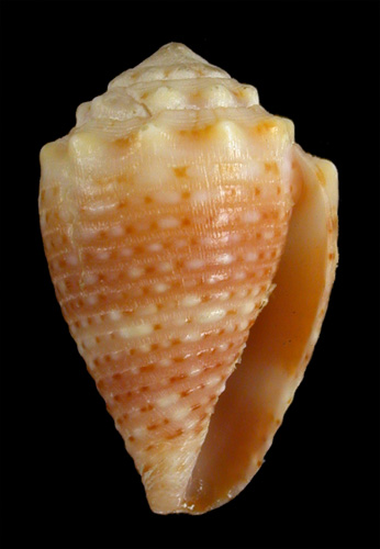 Conus roosevelti  Bartsch & Rehder, 1939 Primary Type Image