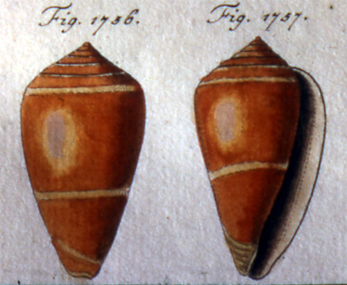 Conus rosaceus  Dillwyn, 1817 Representation of Holotype Image