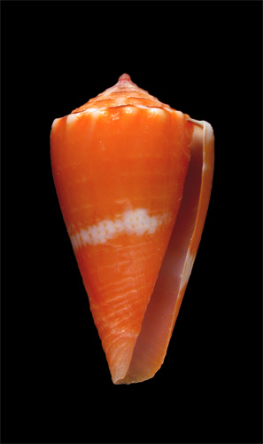 Conus (Purpuriconus) rosalindensis  Petuch, 1998 Primary Type Image