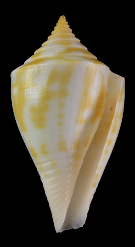 Conus rosemaryae  Petuch, 1990 Primary Type Image