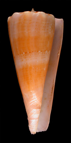 Conus roseorapum  Raybaudi & da Motta, 1990 Primary Type Image