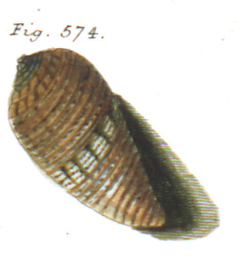 Conus roseus  G. Fischer, 1807 Representation of Lectotype Image