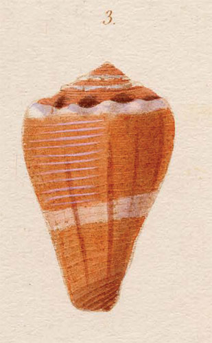 Conus roseus  Kiener, 1845 Original Figure Image