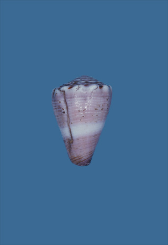 Conus roseus  Lamarck, 1810 Primary Type Image