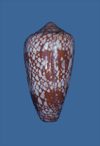 Conus rubiginosus  Hwass in Bruguière, 1792 Primary Type Image