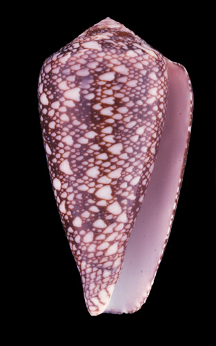 Conus rubropennatus  da Motta, 1982 Primary Type Image