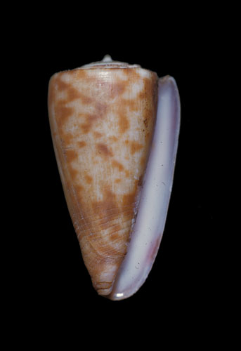 Conus rufimaculosus  Macpherson, 1959 Primary Type Image